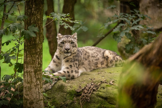 Free Photo snow leopard portrait in amazing light wild animal in the nature habitat very rare and unique wild cat irbis panthera uncia uncia uncia