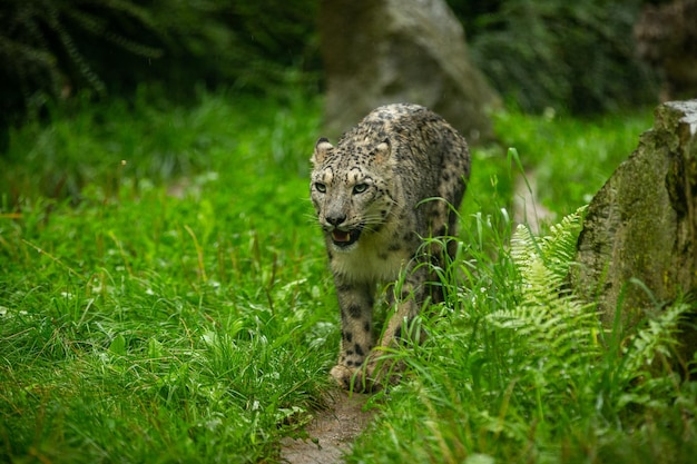 Snow leopard portrait in amazing light Wild animal in the nature habitat Very rare and unique wild cat Irbis Panthera uncia Uncia uncia