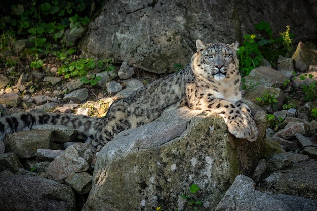 Free photo snow leopard portrait in amazing light wild animal in the nature habitat very rare and unique wild cat irbis panthera uncia uncia uncia