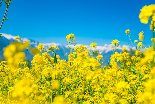 snow meadow spring landscape plant