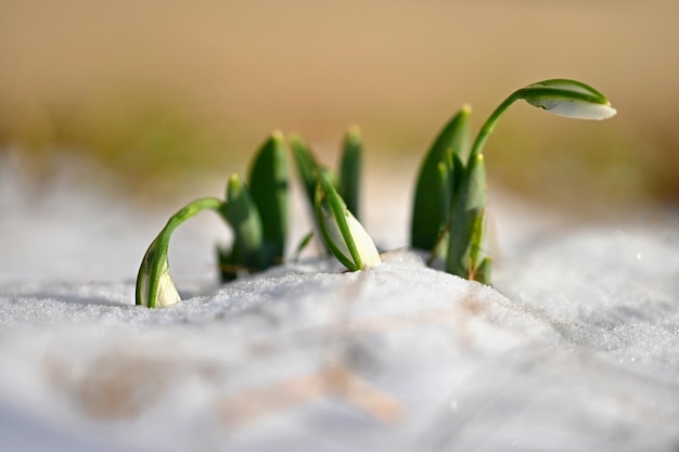 Free photo snowdrops first spring flowers in the snow natural colorful background in the garden galanthus