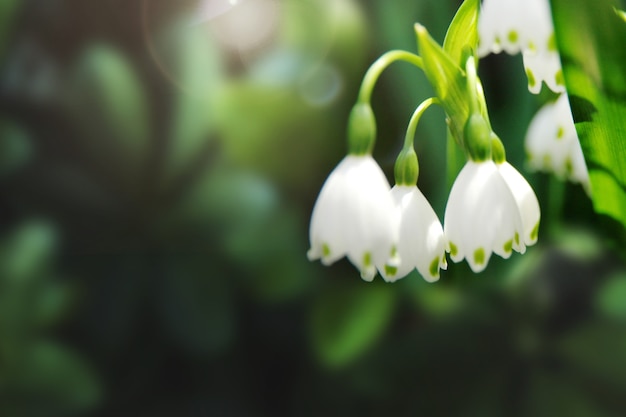 Free photo snowdrops in a garden macro shot