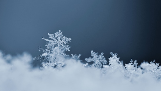 Free Photo snowflake. macro photo of real snow crystal. beautiful winter background seasonal nature and the wea