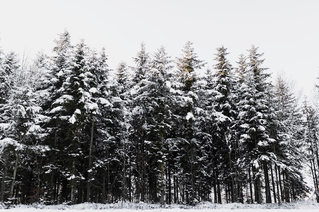 Free photo snowy coniferous trees in forest