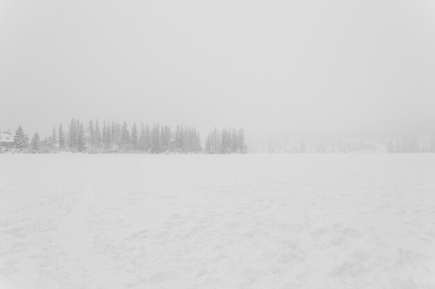 Snowy field and forest in blizzard