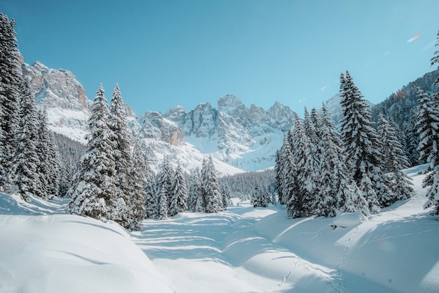 snowy landscape