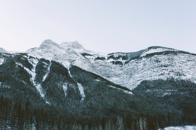 Snowy mountains with pine trees 