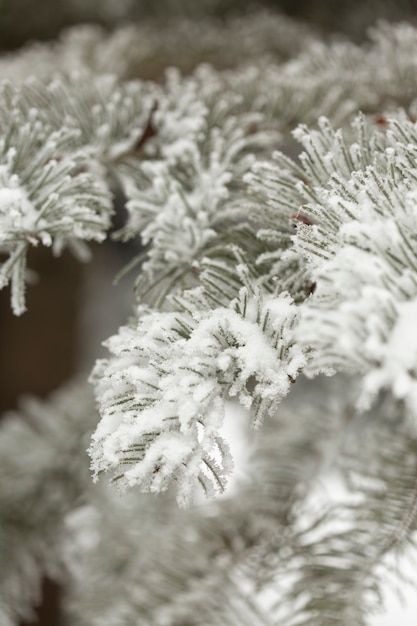 Free Photo snowy pine branches of leaves