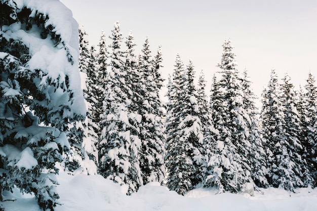 Free Photo snowy pine tree forest