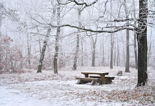 Free photo snowy trees in a forest with a bench and a table for rest beautiful concept for winter nature and forest