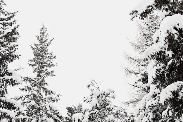 Snowy trees in winter forest