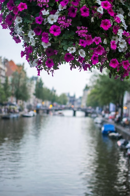 Free photo soft focus of beautiful petunia flowers blooming over the amsterdam canal in the netherlands