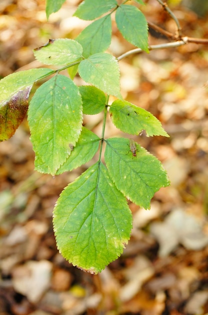 Free Photo soft focus of green leaves on a tree