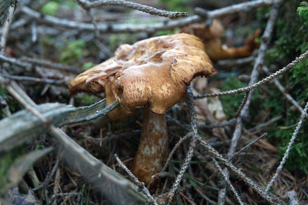 Free photo soft focus of an old rotting mushroom on forest floor