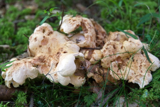 Soft focus of old, rotting mushrooms on forest floor