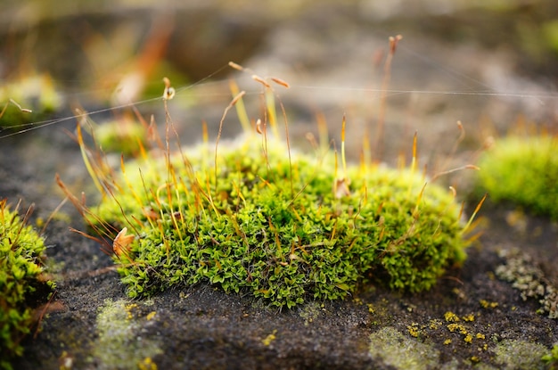 Free photo soft focus of a patch of moss with strings of web, on a rock