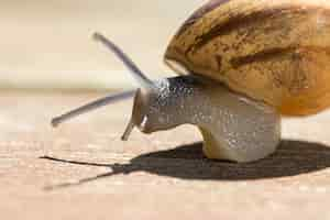 Free photo soft focus of a snail crawling on wooden pavement on sunny day