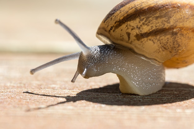 Free Photo soft focus of a snail crawling on wooden pavement on sunny day