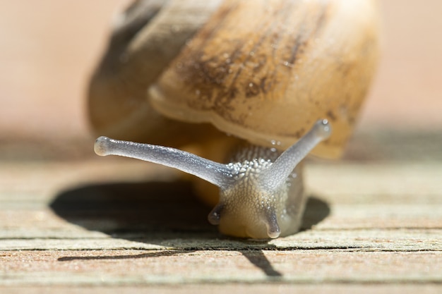 Free photo soft focus of a snail crawling on wooden pavement on a sunny day