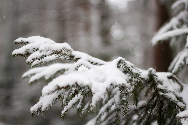 Free photo soft focus of snow-covered spruce tree against a blurry background in winter