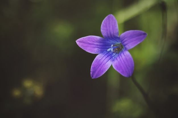 Free photo soft focus of spreading bellflower against blurry greenery