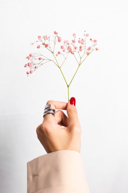 Soft gentle photo of woman hand with big ring red manicure hold cute little pink dried flowers on white.