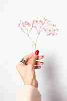 Free photo soft gentle photo of woman hand with big ring red manicure hold cute little pink dried flowers on white.