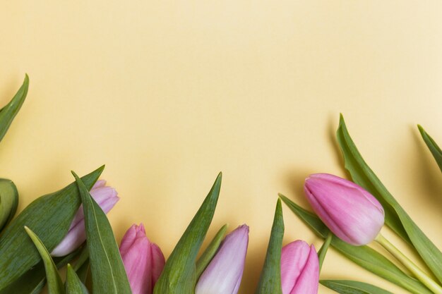 Soft pink tulips on yellow background