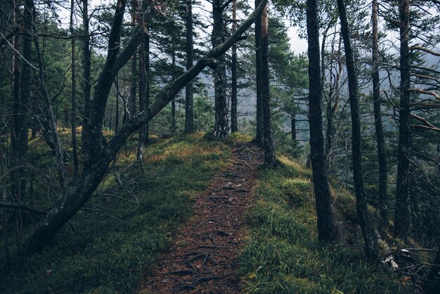 soil road surrounded by trees