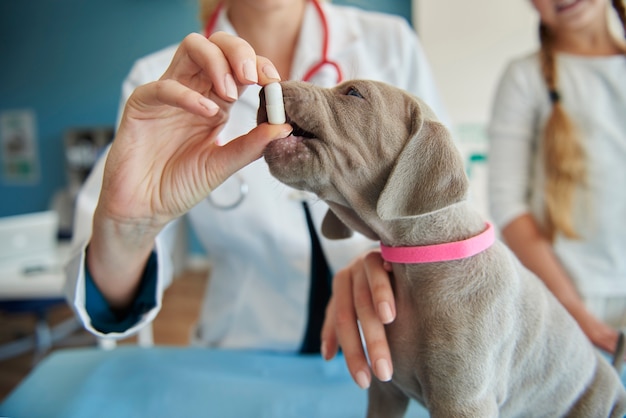 Some vitamins for small puppy