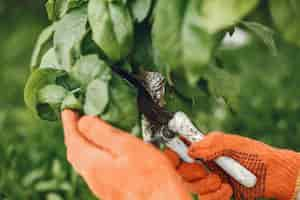 Free photo someone trimming bushes with garden scissors