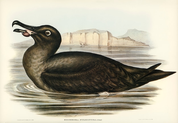 Free Photo sooty albatros (diomedea fuliginosa) illustrated by elizabeth gould 