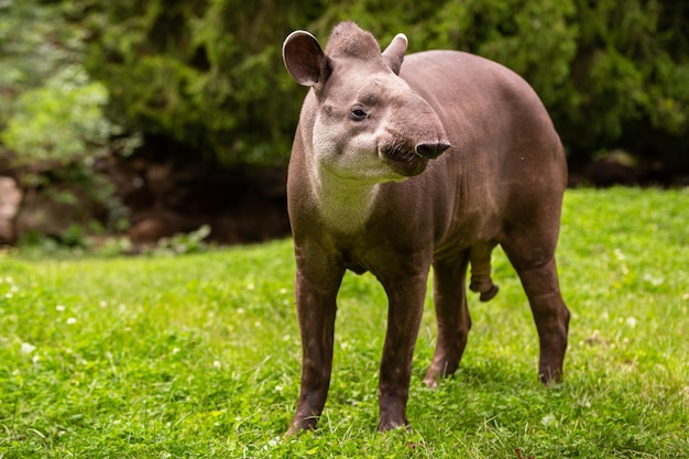 South american tapir in the nature habitat. Beautiful kind of creature in zoo. Rare animal in captivity. Tapirus terrestris.