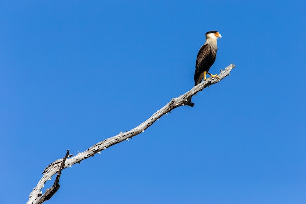 Southern crested caracara standing on a branch under the sunlight and a blue sky