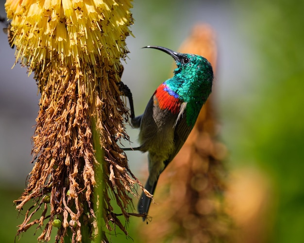 Free photo southern doublecollared sunbird feeding on red hot poker flower