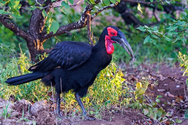 Free photo southern horn-bill male with mouse