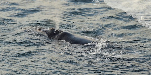 Free photo southern right whale resting at sea surface, in hermanus, south africa