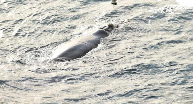 Southern Right Whale resting at sea surface, in Hermanus, South Africa