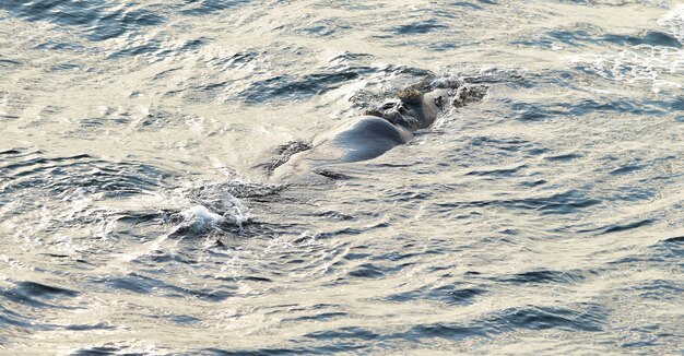 Southern Right Whale resting at sea surface, in Hermanus, South Africa