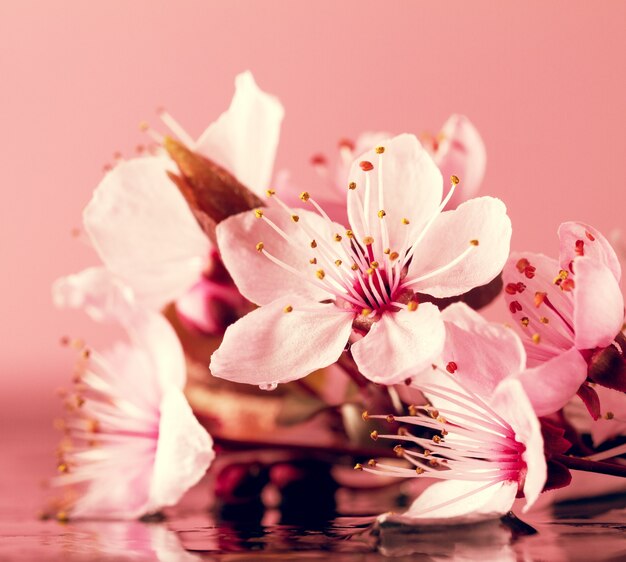 Spa Nature Concept. Closeup of beautiful PInk Purple Flowers on Water with place for text.