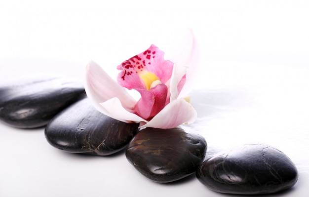 Free Photo spa stones and beautiful orchid