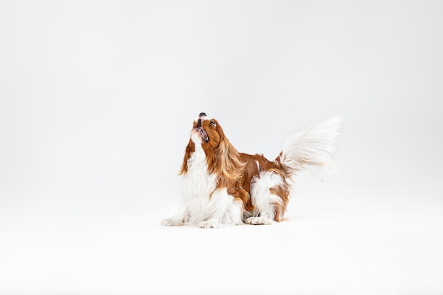 Free photo spaniel puppy playing in studio. cute doggy or pet is jumping isolated on white background. the cavalier king charles. negative space to insert your text or image. concept of movement, animal rights.