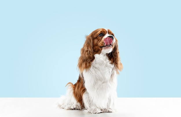 Spaniel puppy playing in studio. Cute doggy or pet is sitting isolated on blue background. The Cavalier King Charles. Negative space to insert your text or image. Concept of movement, animal rights.