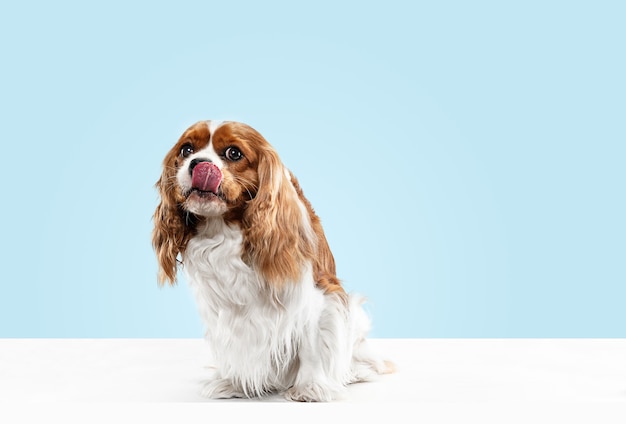 Spaniel puppy playing in studio. Cute doggy or pet is sitting isolated on blue background. The Cavalier King Charles. Negative space to insert your text or image. Concept of movement, animal rights.