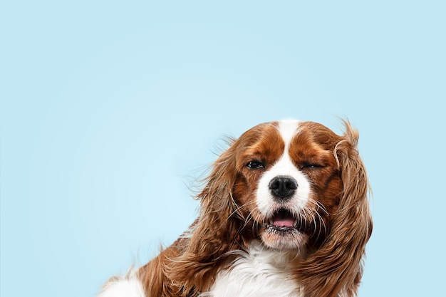 Free photo spaniel puppy playing in studio. cute doggy or pet is sitting isolated on blue background. the cavalier king charles. negative space to insert your text or image. concept of movement, animal rights.