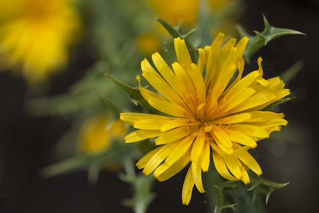 Spanish oyster-thistle or the Common golden thistle Colymus hispanicus,