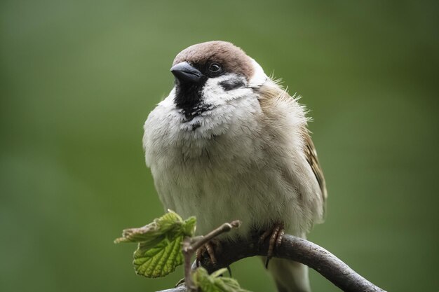 Sparrow perched on a tree branch