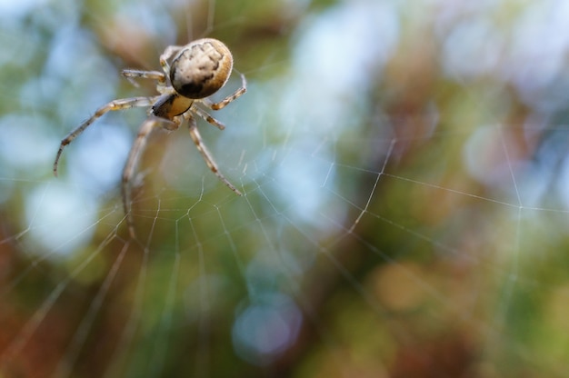 Free Photo spider on its web behind a green background