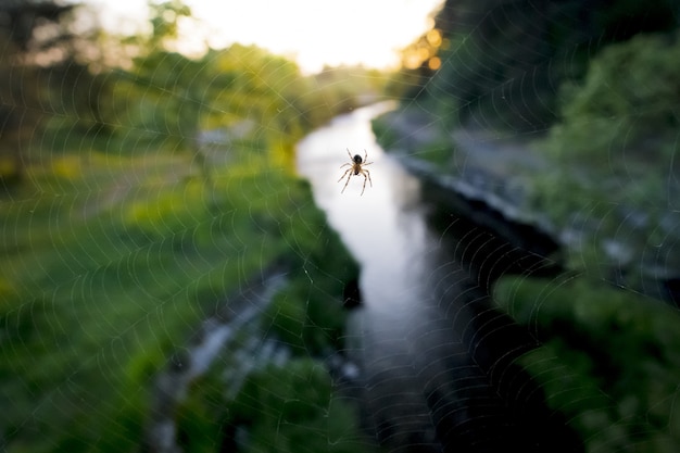 Free photo spider on large web near river