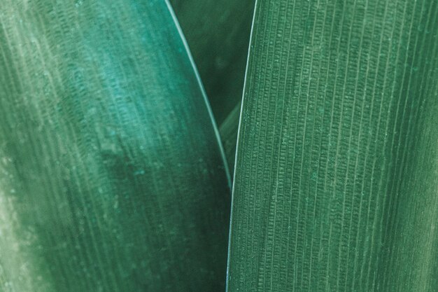 Spider lily or giant crinum lily leaves macro photography